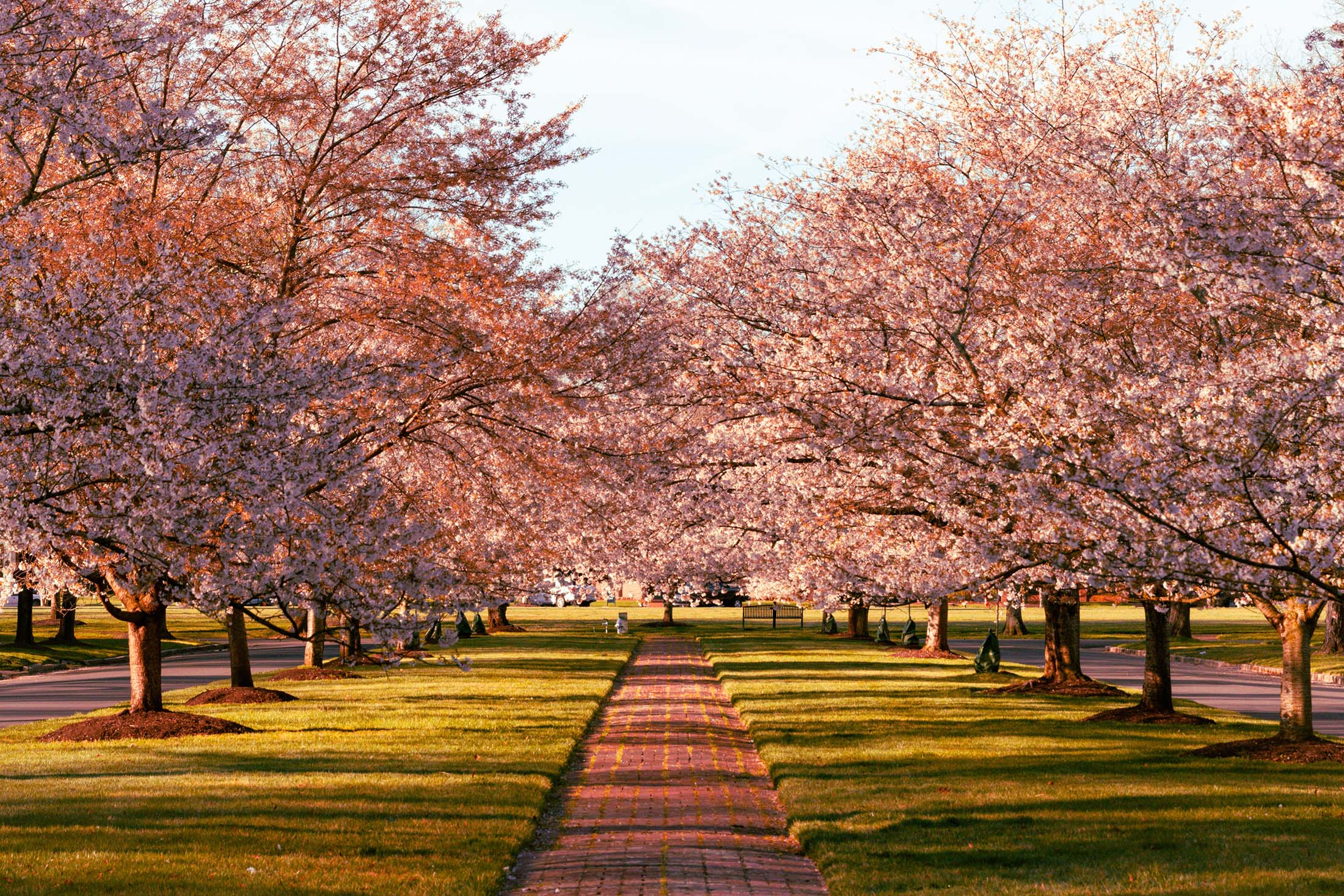 Richmond, Virginia - Cherry Blossom Trees on Windsor Way in the Windsor Farms section of Richmond
